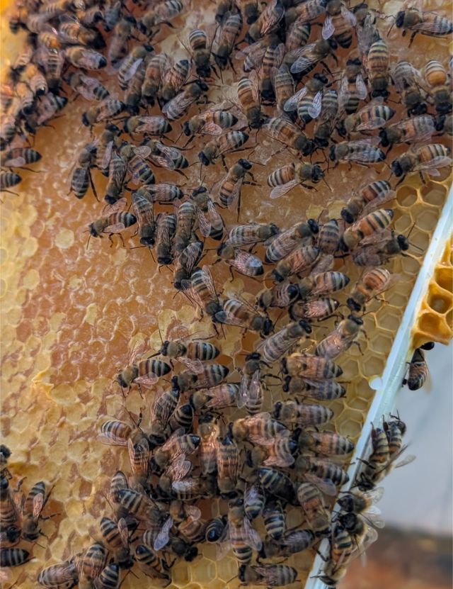 Honeybees on a frame of capped honeycomb